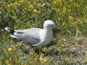 Mediterranean gull (Larus michahellis) searching for food in the grassy area. Porquerolles Island,