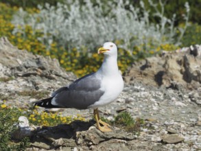 Mediterranean gull (Larus michahellis) standing on rocks with a green plant background.