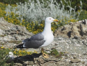 Mediterranean gull (Larus michahellis) standing on a rock with a flowering background. Porquerolles