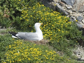 Mediterranean gull (Larus michahellis) breeding among yellow flowers in a grass nest, Porquerolles