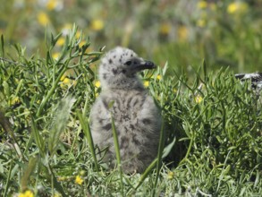 A fluffy chick of Mediterranean gull (Larus michahellis) sits in the dense grass, surrounded by