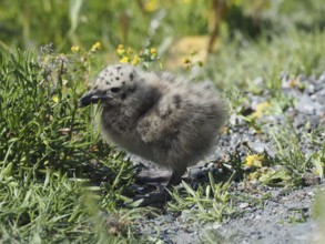 A fluffy chick of Mediterranean gull (Larus michahellis) sits on a stony path surrounded by grass
