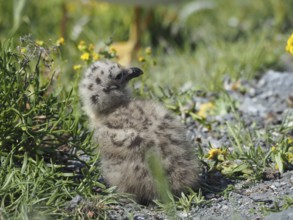 A fluffy chick of the Mediterranean gull (Larus michahellis) sits in the grass and looks