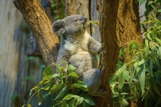 A koala climbs a tree and eats eucalyptus leaves, koala (Phascolarctos cinereus), lives in