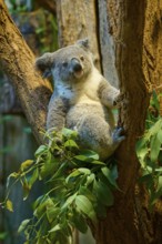 A koala sits relaxed on a tree surrounded by eucalyptus, koala (Phascolarctos cinereus), lives in
