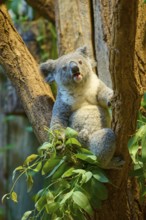 A koala hangs on a tree and looks to the side, koala (Phascolarctos cinereus), lives in Australia,