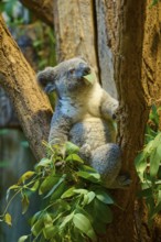 A koala eating eucalyptus on a tree, koala (Phascolarctos cinereus), lives in Australia, captive,