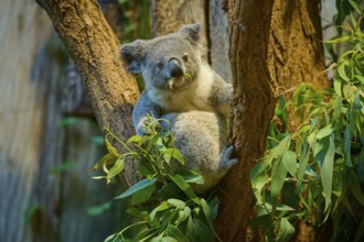 A koala sits on a tree and has eucalyptus in its mouth, koala (Phascolarctos cinereus), lives in