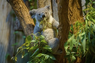 A koala climbing a tree, with eucalyptus leaves in its mouth, koala (Phascolarctos cinereus), lives
