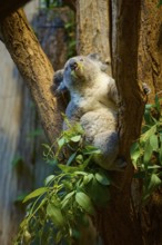 A koala eats eucalyptus leaves, resting on a tree trunk, koala (Phascolarctos cinereus), lives in
