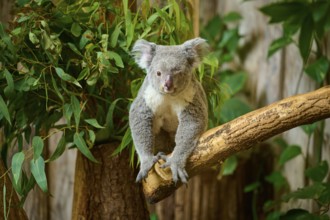 A koala sits on a branch, with a curious look and surrounded by plants, koala (Phascolarctos