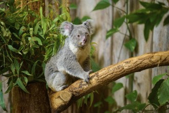 A koala sits quietly on a branch, surrounded by plants, koala (Phascolarctos cinereus), lives in