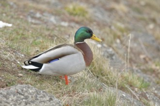 Mallard (Anas platyrhynchos), male, drake, standing on a slope on the lakeshore, Chiemsee, Prien,