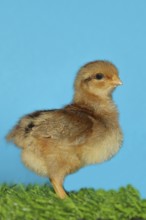 Domestic fowl (Gallus gallus domesticus), freshly hatched, chicken chick standing on grass,