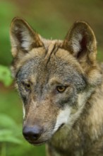 Close-up of a wolf face with intense gaze in the greenery, Wolf (Canis Lupos), Germany