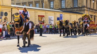 The Bräurosl Rosi Schuhegger, on horseback, behind her the splendid team of the Hacker-Pschorr
