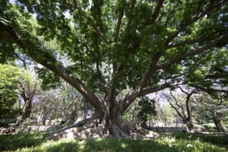 Old kapok tree (Ceiba pentandra) in the Lalbagh Botanical Garden, Begaluru or Bangalore, Karnataka,