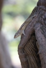 Northern palm squirrel (Funambulus pennantii) in Cubbon Park, Begaluru or Bangalore, Karnataka,
