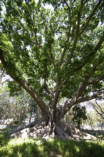 Old Kapock tree (Ceiba pentandra) in the Lalbagh Botanical Garden, Begaluru or Bangalore,