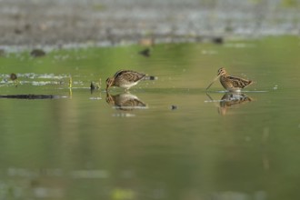 Common snipe (Gallinago gallinago), two foraging in shallow water, Lower Rhine, North