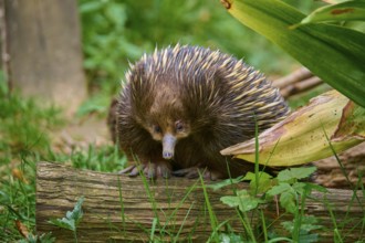 An echidna sitting on a log, surrounded by green vegetation, short-billed echidna (Tachyglossus