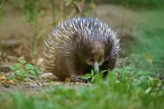 A curious echidna in the wild, surrounded by grass and greenery, short-billed echidna (Tachyglossus