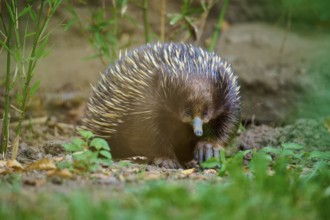 A spiny echidna on the forest floor, surrounded by nature and green foliage, short-billed echidna