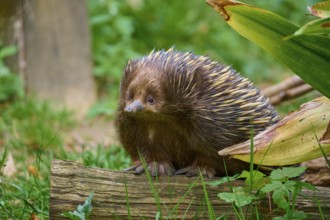 A hedgehog with brown spines sits on a piece of wood surrounded by grass, short-beaked echidna