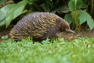 An echidna moves through green grass and dense vegetation, short-billed echidna (Tachyglossus