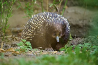 An echidna with distinctive spines in a natural environment, surrounded by plants, short-billed