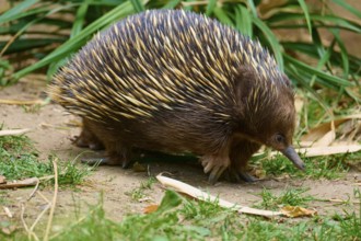 A hedgehog moves across the ground, surrounded by grass and leaves, short-billed echidna