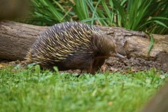 A hedgehog running in the grass next to a log, surrounded by plants, short-billed echidna