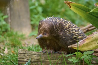 A hedgehog sits on a piece of wood in the greenery, surrounded by grass and plants, short-billed