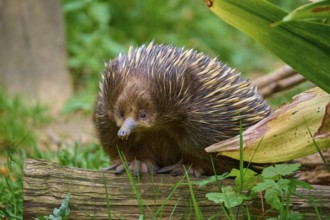 An echidna on a tree trunk, surrounded by natural flora, short-billed echidna (Tachyglossus