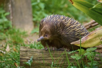 An echidna sitting on a tree trunk, embedded in lush vegetation, short-billed echidna (Tachyglossus