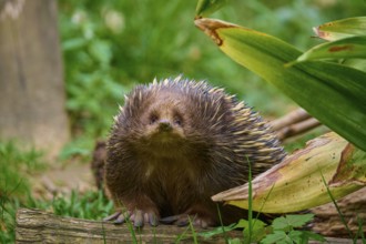 An echidna looking attentively into the camera, surrounded by plants, short-billed echidna