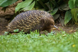 An echidna crawling through a green grassy landscape surrounded by leaves, short-billed echidna