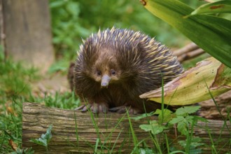An echidna on a log in the midst of a green plant landscape, short-billed echidna (Tachyglossus