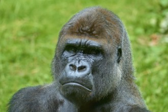 A gorilla gazes intently into the distance, surrounded by nature, Gorilla (Gorilla Gorilla),