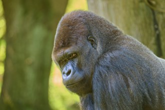 A gorilla with a menacing expression near a tree, Gorilla (Gorilla Gorilla), captive, Netherlands
