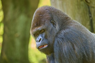 A strong gorilla leans against a tree and looks intensely, Gorilla (Gorilla Gorilla), captive,