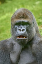 A gorilla with a surprised look on his face, surrounded by trees, Gorilla (Gorilla Gorilla),