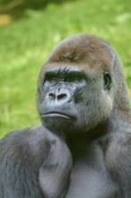 A gorilla in profile with a thoughtful expression against a green backdrop, Gorilla (Gorilla