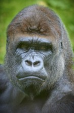 Close-up of a gorilla face with intense eyes and fascinating expression, Gorilla (Gorilla Gorilla),