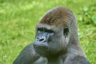 Side view of a pensive gorilla in a green environment, Gorilla (Gorilla Gorilla), captive,