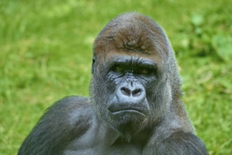 A gorilla with a thoughtful expression in the green wilderness, Gorilla (Gorilla Gorilla), captive,