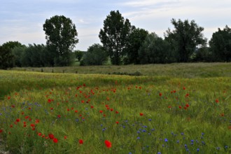Cereal field with poppies, Lower Rhine, North Rhine-Westphalia, Germany