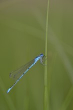 Horseshoe damselfly (Coenagrion puella) sitting on a blade of grass, Großes Venn, Hamminkeln, Lower