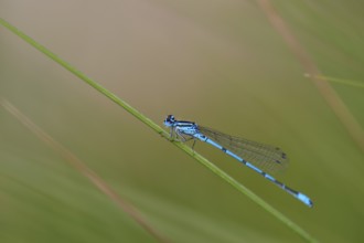 Horseshoe damselfly (Coenagrion puella) sitting on a blade of grass, Großes Venn, Hamminkeln, Lower