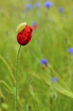 Corn poppy (Papaver rhoeas), Lower Rhine, North Rhine-Westphalia, Germany